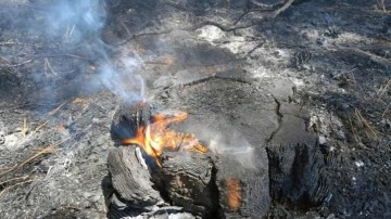 Muğla'da bir günde 36 yıldırım yangını çıktı