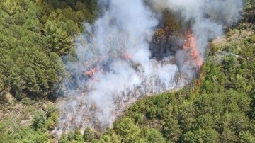 Muğla’da orman yangını çıktı