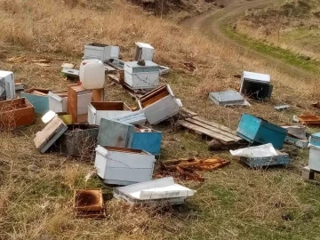Muş’ta aç kalan ayılar arı kovanları parçaladı

