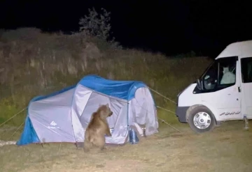 Nemrut’taki ayılar turistlerin çadırını parçaladı
