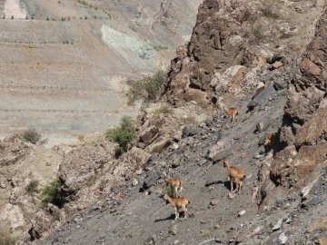 Nesli koruma altındaki yaban keçileri Yusufeli karayolunda görüntülendi
