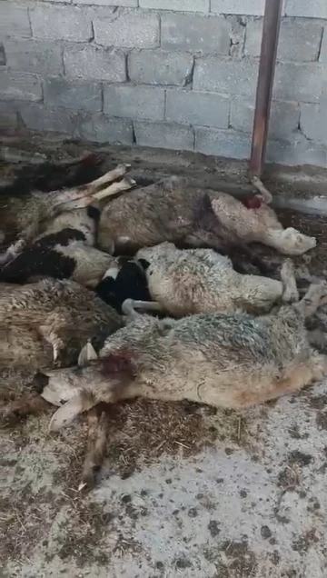 Niğde’de aç kurt 9 koyunu telef etti, 7 koyunu yaraladı
