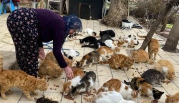 Nuriye teyze ömrünü kedilere adadı: 70 sokak kedisine annelik yapıyor