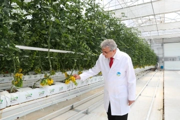 O merkezde yılda 1250 ton domates üretimi hedefleniyor
