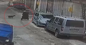 Ordu’da sokak köpeği ekmek almaya giden kadına saldırdı: O anlar kamerada
