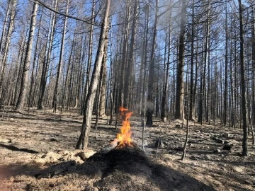 Ormanların biyolojik mücadele ajanları yangında kurtarıldı

