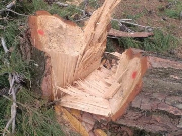 Ormanlık Alanda Asırlık Çam Ağaçları Katledildi