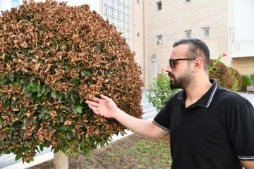 Osmaniye'de aşırı sıcaklar nedeniyle süs ağaçlarının yaprakları kurudu