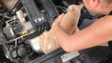 Otomobilin motor kısmına giren kedisini çıkarmak için saatlerce gözyaşlarıyla dil döktü
