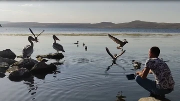 Pelikanlar Akçakale Adası’nın maskotu oldu

