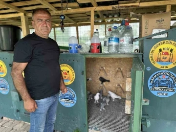 Pendik’te 11 bin Euro fiyatındaki güvercini çelik kulübelerde besliyor
