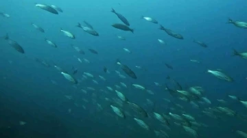 Pendik’te dalış yapan dalgıç lüfer sürüsü ile karşılaştı, o anları su altı kamerasıyla kaydetti
