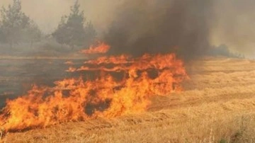 PKK'nın kundakçı ekibi harekete geçti: Alçak plan, tarlaları yakıyorlar
