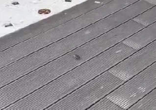 Porsuk Çayı’nın ardından Hamamyolu’nda da fareler görülmeye başlandı
