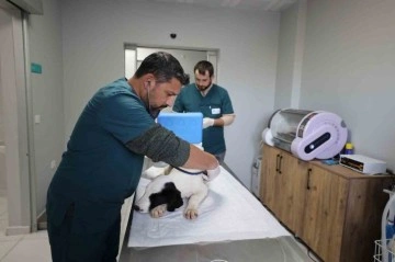 Proteo Sokak Hayvanları Rehabilitasyon Merkezi’nde 3 Bin 200 Hayvan Tedavi Edildi