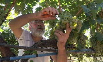&quot;Delice beyazı&quot; üzümün hasadı başladı: 3 dönüm bağdan 8 ton çıktı, 240 bin liraya sattı
