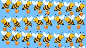 Resimde diğerlerinden farklı olan bal arısını 9 saniye içerisine fark edebilir misin?