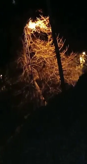 Rize’de aç kalan ayı hurma ağacına çıktı
