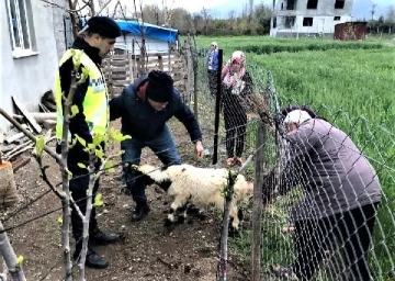 Sahibinin kaybettiği 3 koyun, jandarma ekiplerince bulunup sahibine teslim edildi