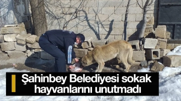 Şahinbey Belediyesi sokak hayvanlarını unutmadı