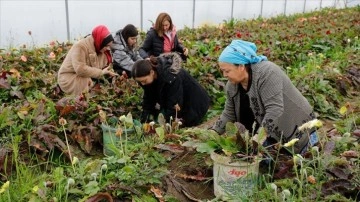 Samsun'da Kadın Çiftçilere Destek Projeleri Devam Ediyor