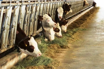 Samsun’dan yurt dışına süt ihraç edecek besici sayısı 6’ya yükseldi
