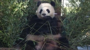 San Diego Hayvanat Bahçesi Ziyaretçilerine Müjde: Yakında Dev Pandalar Geliyor