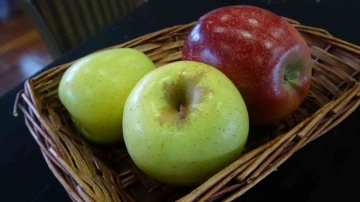 Sanayi kentinde yetiştirilen elmalar festivalde yarışacak
