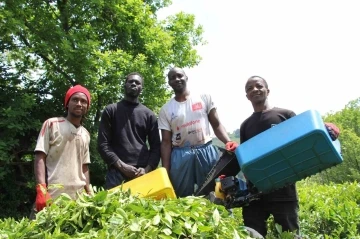 Senegalli çay işçileri kaçak çalıştıkları gerekçesiyle sınır dışı edilecek
