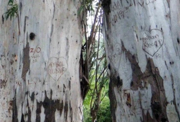 Sevgi yolunun okaliptüs ağaçları ’ilanı aşk tahtası’na döndü
