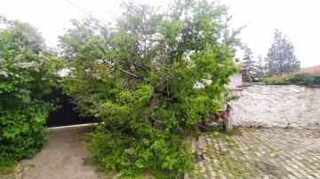 Şiddetli rüzgar Yunak’ta ağacı devirdi

