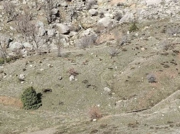 Sincik İlçesinde Büyük Dağ Keçisi Sürüsü Görenleri Şaşırttı