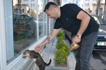 Sinoplu esnaf mahalledeki kedilere sahip çıkıyor
