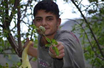 Şırnak'ta Gençler Baharın Habercisi Çağlaları Topladı