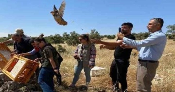 Şırnak’ta 600 kınalı keklik doğaya salındı