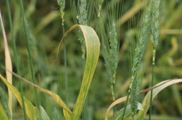 Sivas’ta buğday rekoltesinde rekor artış bekleniyor

