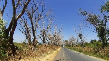 Söke Belediyesi, kuruyan akçakavak ağaçları için harekete geçti
