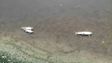 Su seviyesi düşen Yeşilırmak’ta toplu balık ölümleri görüldü
