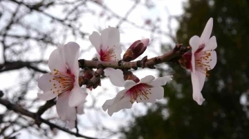 Şubat ayında badem ağaçları çiçek açtı, üreticileri don endişesi sardı
