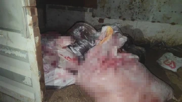 Sultangazi’de at eti baskını: Kamyonetten at eti çıktı, ahırda ise 3 at bulundu
