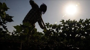 Tarım İşçilerine Yapılan Ücret Artışları Açıklandı