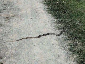 Taşköprü’de sürekli görülen yılanlar tedirgin ediyor

