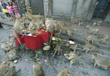 Tayland’da şehri istila eden maymunlar toplatılıyor
