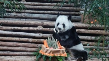 Tayland'da dev panda Lin Hui 21 yaşında hayatını kaybetti