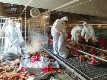 Tayvan’da kuş gribi alarmı: 8 bin 599 tavuk itlaf edildi
