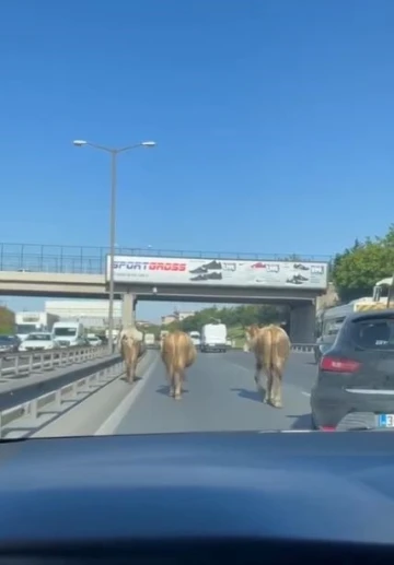 TEM Otoyolu’na çıkan inekler sürücülere zor anlar yaşattı
