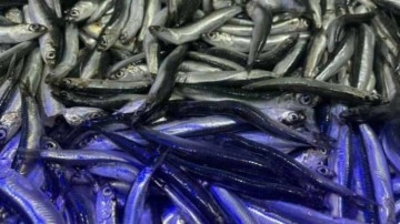 Tezgahlarda balık çeşitliliği arttı, hamsi azaldı