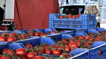 Ticaret Bakanlığı'ndan domateslerin çöpe dökülmesine ceza