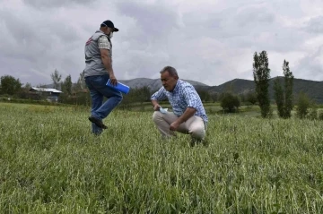 Tokat’ta dolu yağışı ekili tarım arazilerini vurdu
