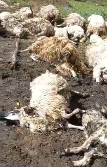 Tokat’ta gök gürültüsünden ürken 55 koyun telef oldu
